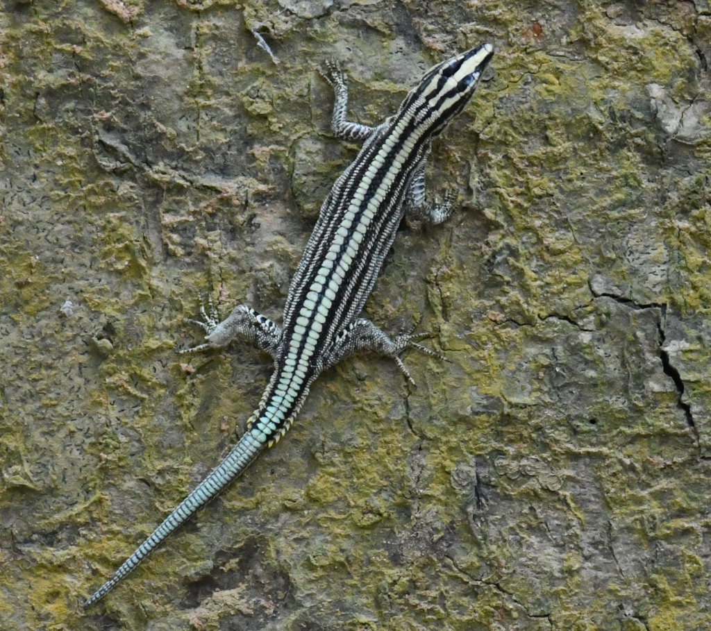 Sawtail Lizard