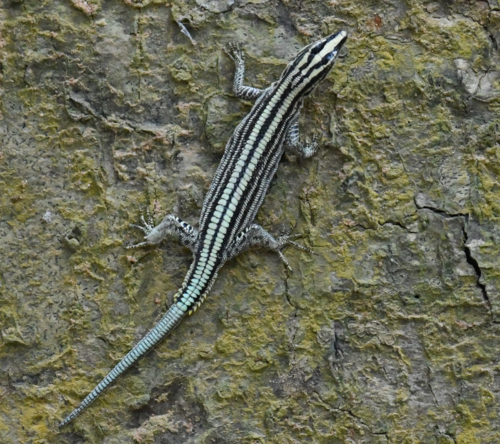Sawtail lizard