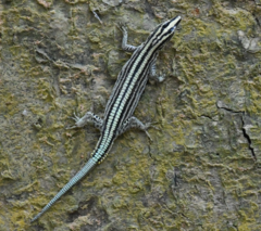 Sawtail Lizard photo 2