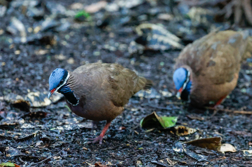 Blue-headed Quail-Dove (Starnoenas cyanocephala), photo 7