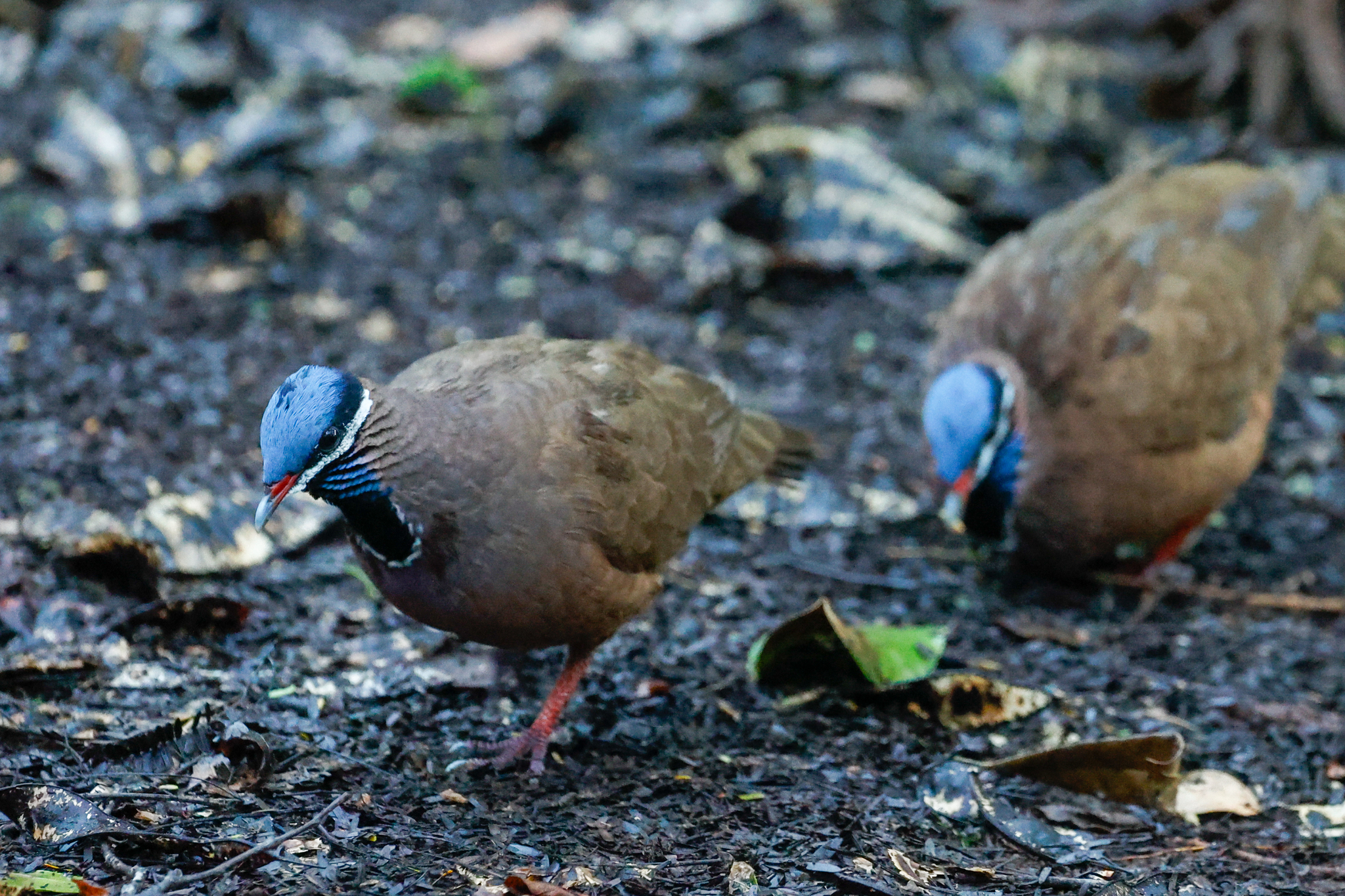 Blue-headed Quail-Dove (Starnoenas cyanocephala), photo 7