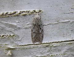 Semioscopis aurorella
