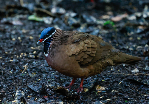 Blue-headed Quail-Dove (Starnoenas cyanocephala), photo 6