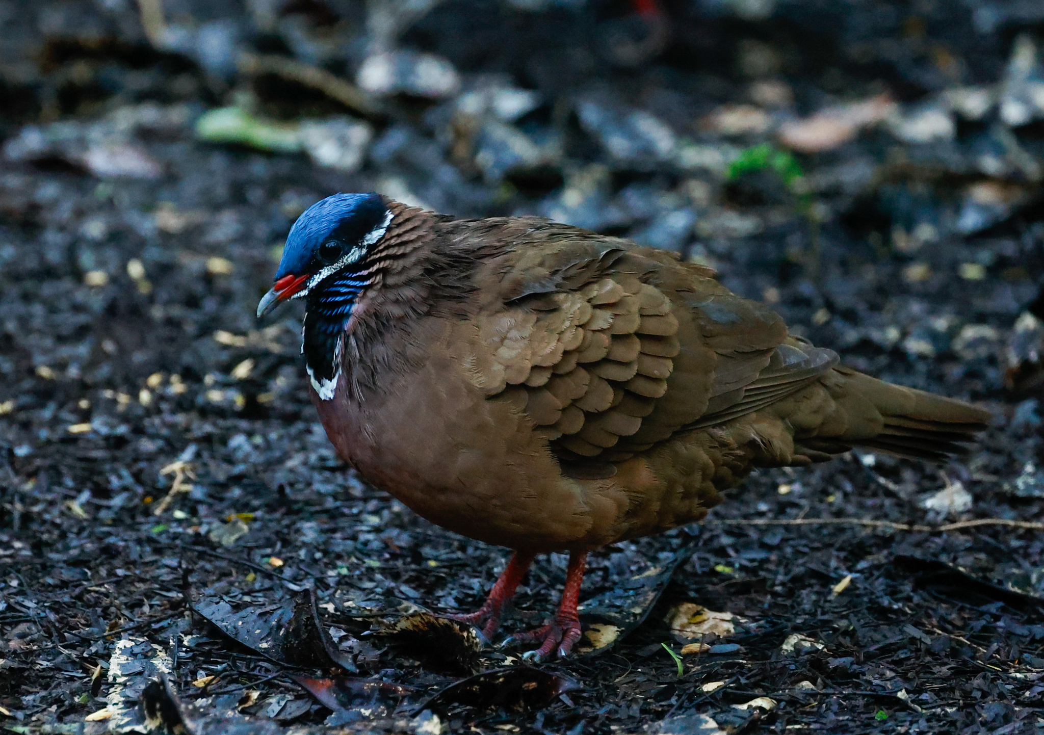 Blue-headed Quail-Dove (Starnoenas cyanocephala), photo 6