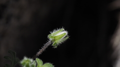 Nemophila pedunculata