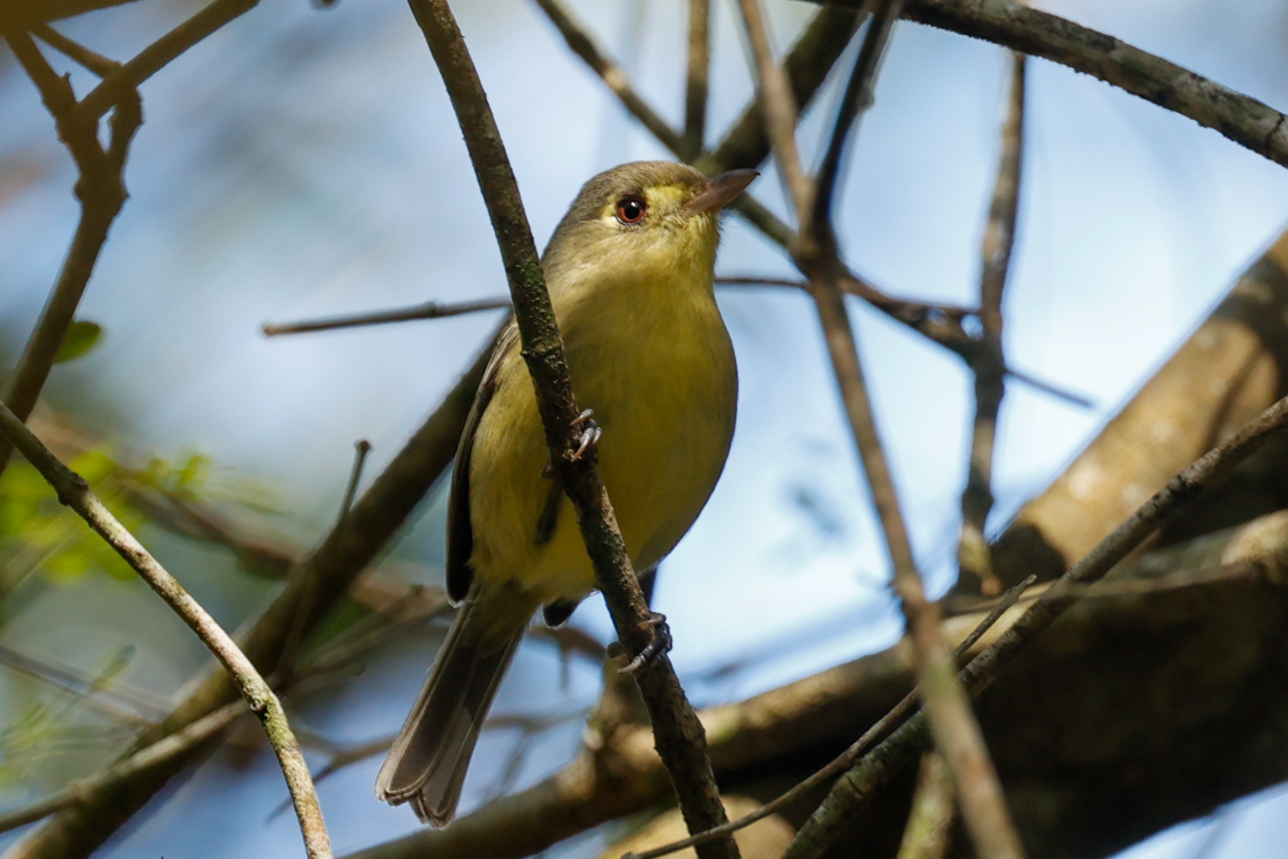 Cuban Vireo illustration