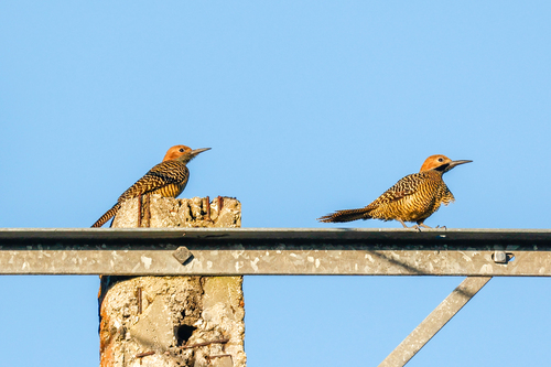 Fernandina's Flicker (Colaptes fernandinae), photo 5