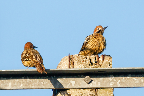 Fernandina's Flicker (Colaptes fernandinae), photo 4