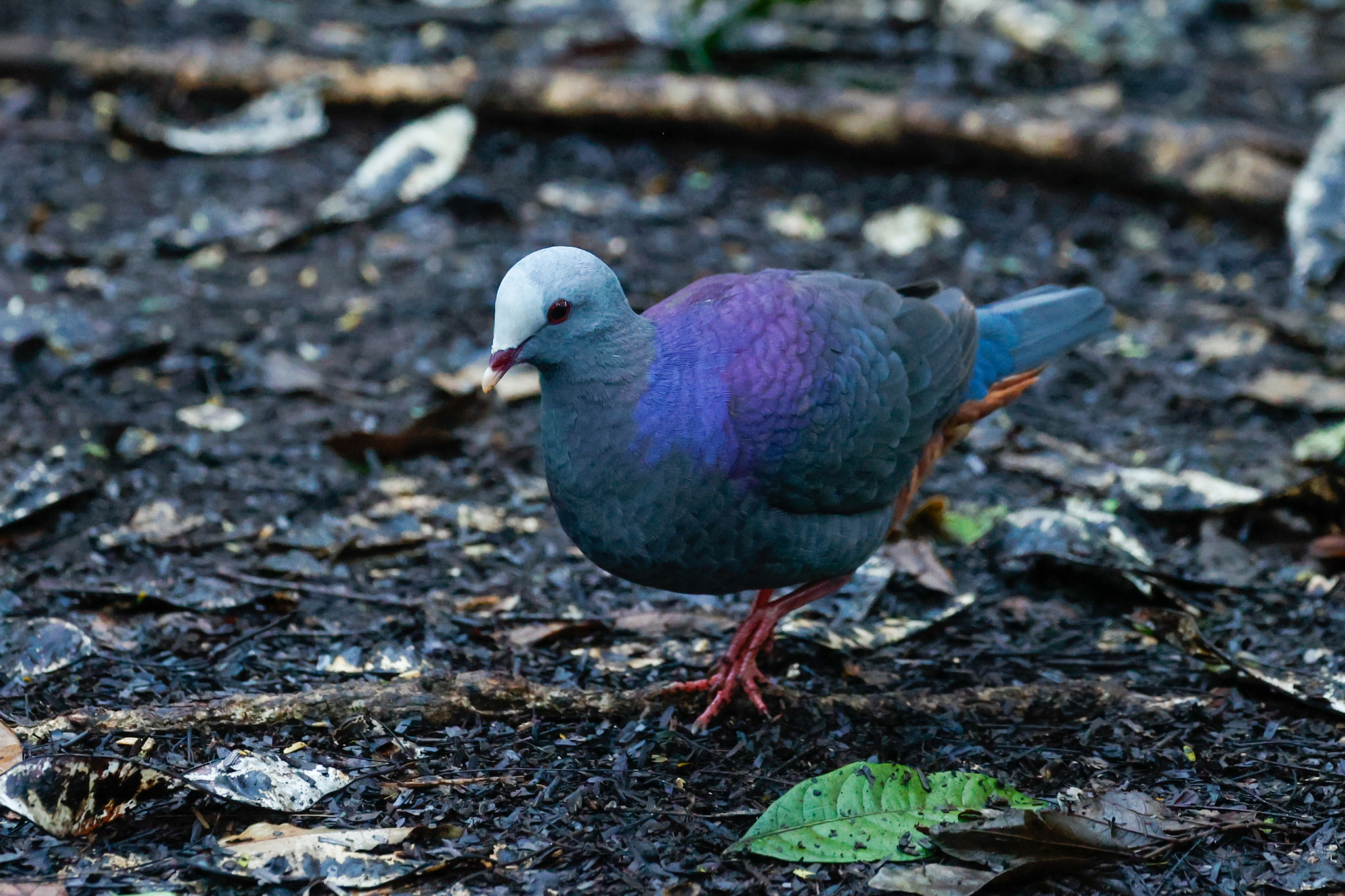 Grey-fronted Quail-Dove (Geotrygon caniceps), photo 2