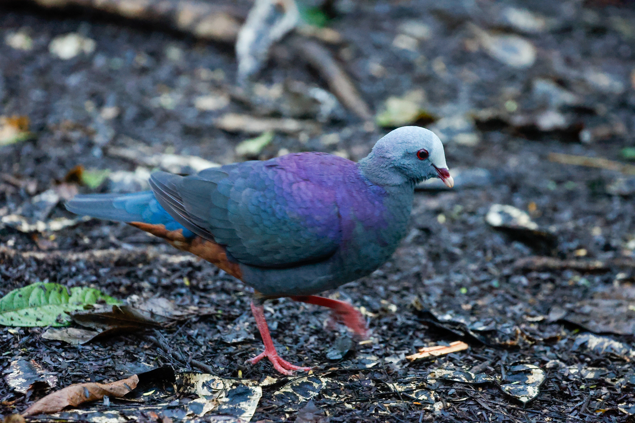 Grey-fronted Quail-Dove (Geotrygon caniceps), photo 3