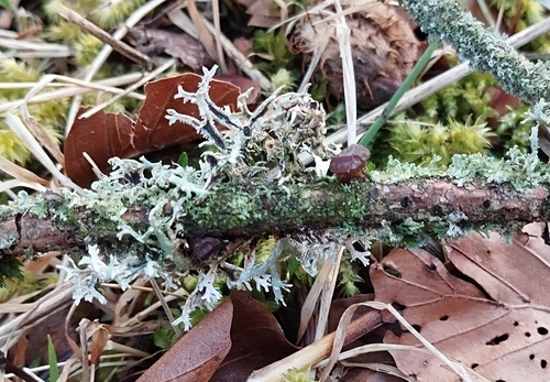 Exidia umbrinella