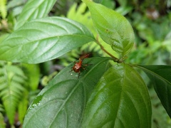 Paratrachelophorus nodicornis
