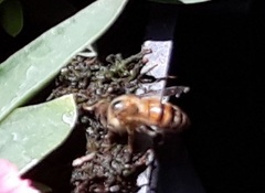 Apis mellifera