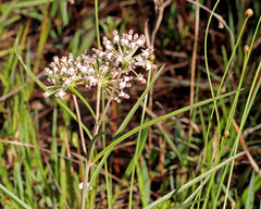 Asclepias longifolia