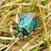Blue Shield Bug - Photo (c) Jakob Fahr, some rights reserved (CC BY-NC), uploaded by Jakob Fahr