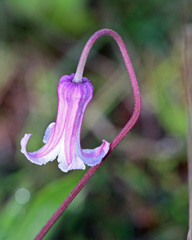Clematis baldwinii