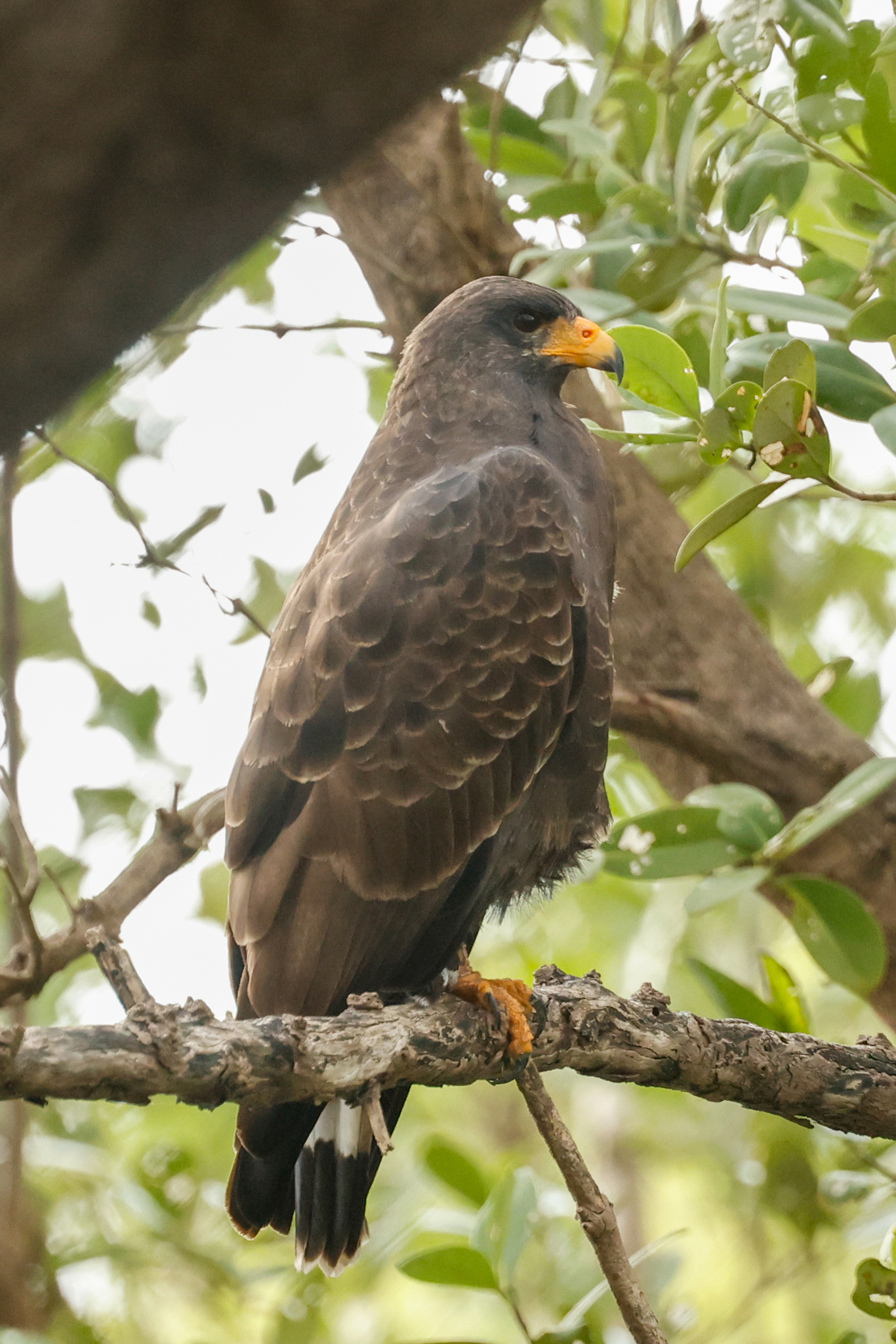 Cuban Black Hawk (Buteogallus gundlachii), photo 7