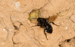 Melecta albifrons