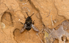 Melecta albifrons