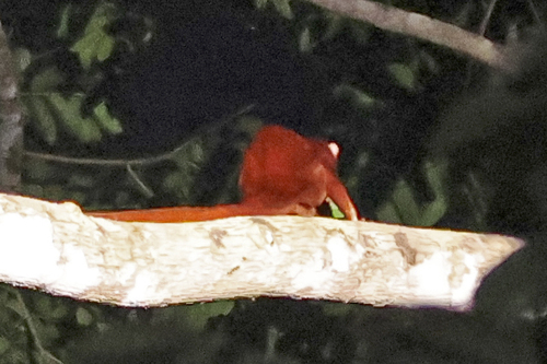 Thomas's Flying Squirrel