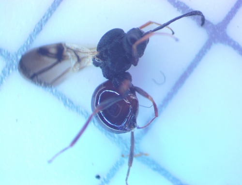 Diplolepis ignota photo 4