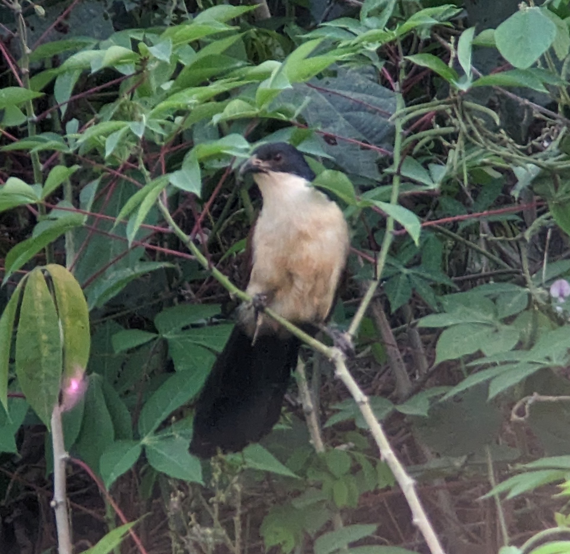 Blue-headed Coucal (Centropus monachus), photo 9