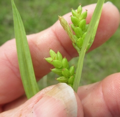 Carex corrugata