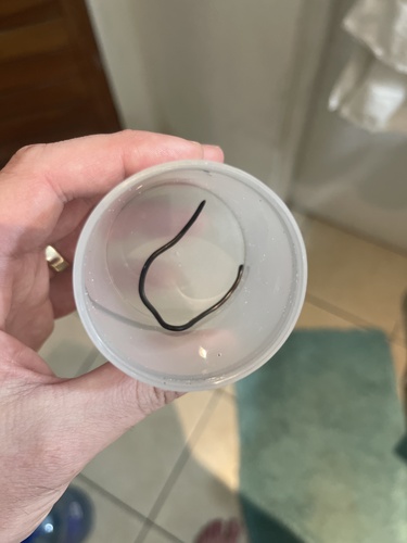 Leptotyphlopidae image