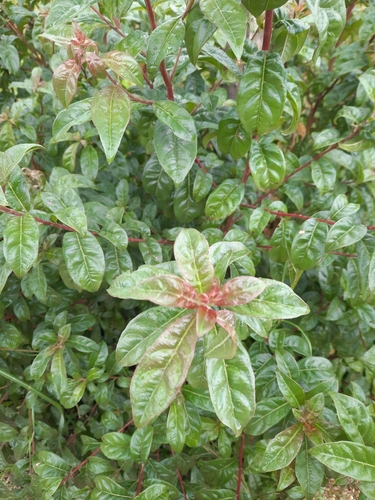Zimbabwe Hardpear (Olinia vanguerioides)