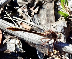 Phanogomphus cavillaris