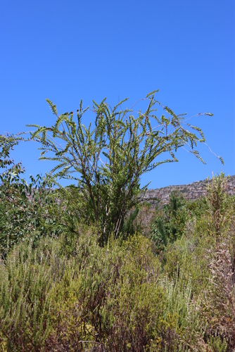 Image of Melaleuca hypericifolia by (c) Tony Rebelo, some rights reserved (CC BY-SA)