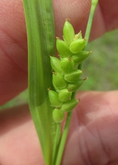 Carex corrugata