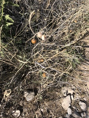 Solanum elaeagnifolium