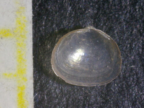 Representative image of Hemilepton