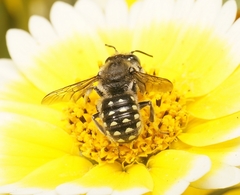 Anthidium maculosum