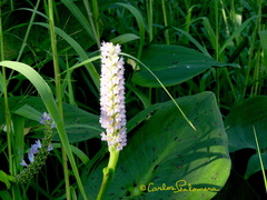 Pontederia sagittata