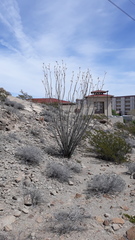 Fouquieria splendens