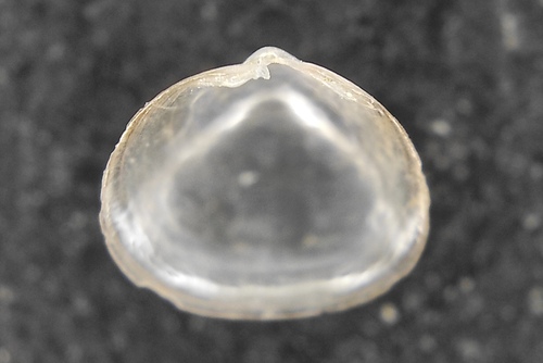 Representative image of Hemilepton nitidum