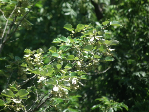 Tilia mandshurica iNat (3)