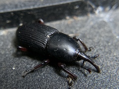 Scyphophorus