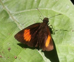 Koruthaialos rubecula