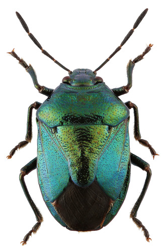 Blue Shield Bug