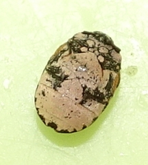 Anthrenus thoracicus