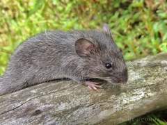 Ruschi's Rat photo 1