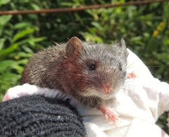 Ruschi's Rat photo 4
