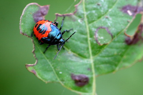 Blue Shield Bug