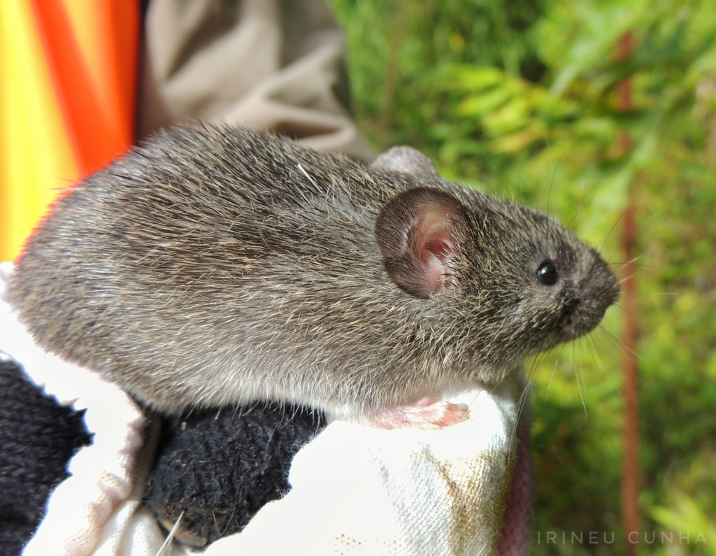 Abrawayaomys