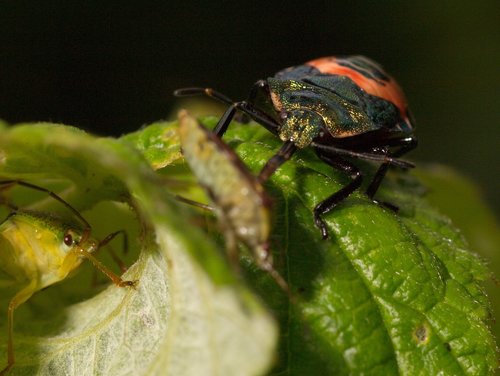 Blue Shield Bug
