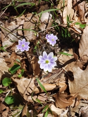 Hepatica acutiloba
