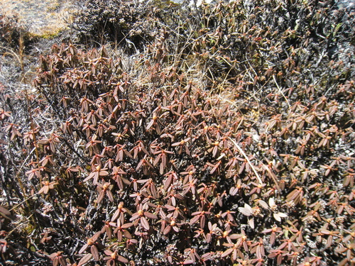 Rhododendron anthopogon